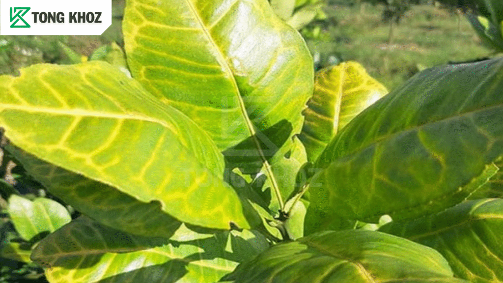 Bệnh vàng lá bưởi là gì? 