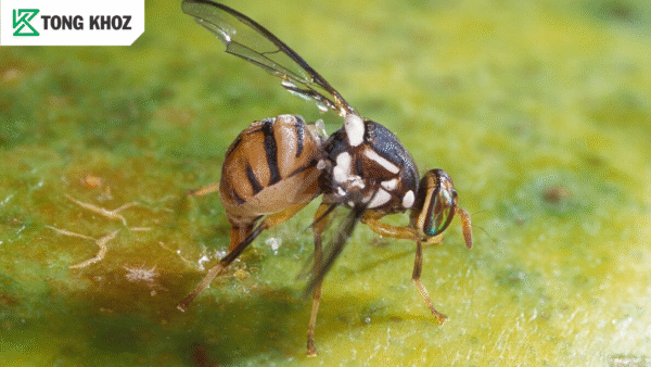 Biện pháp phòng trừ