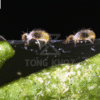 Biện pháp phòng trừ