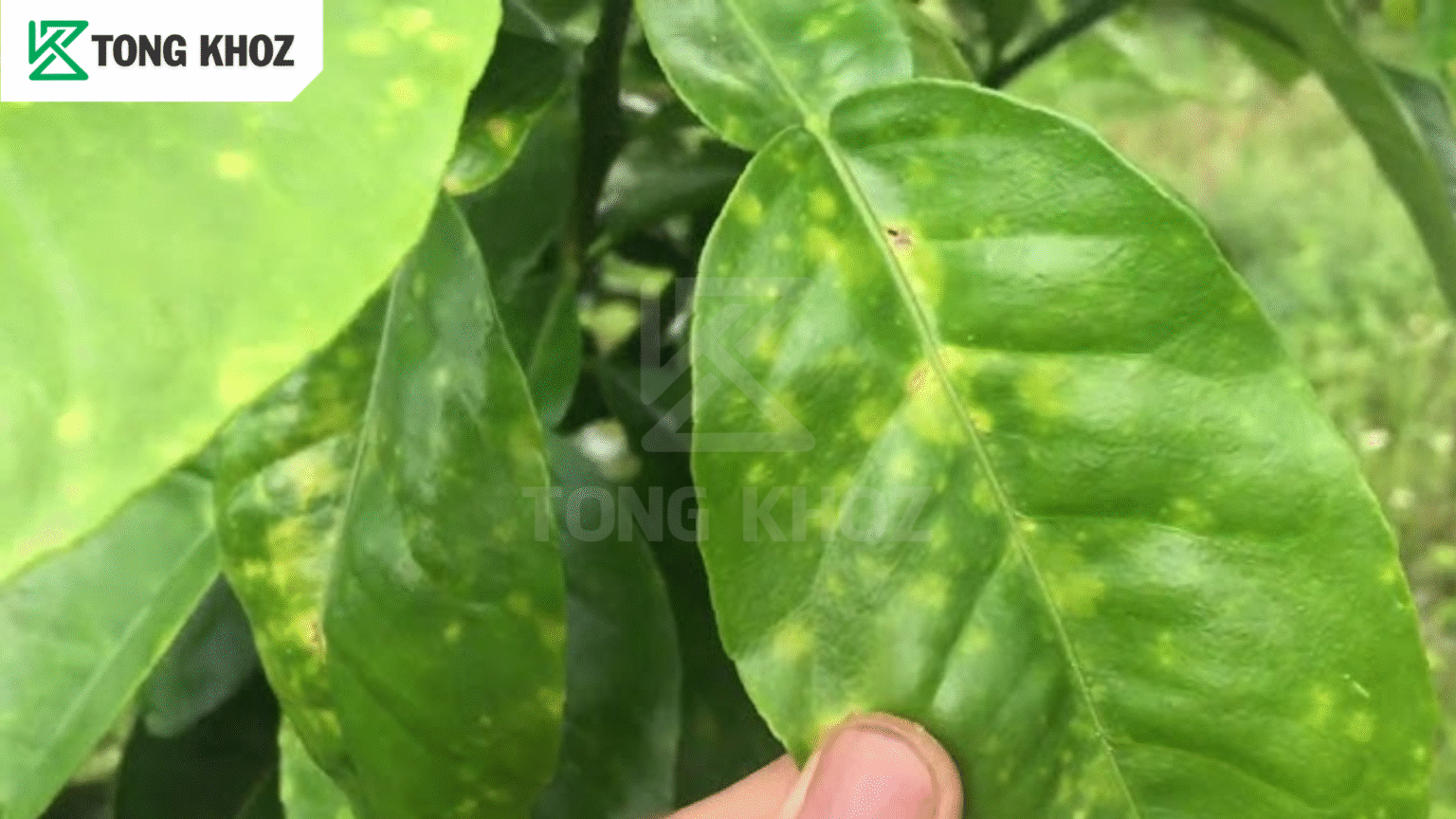 Biện pháp phòng trừ