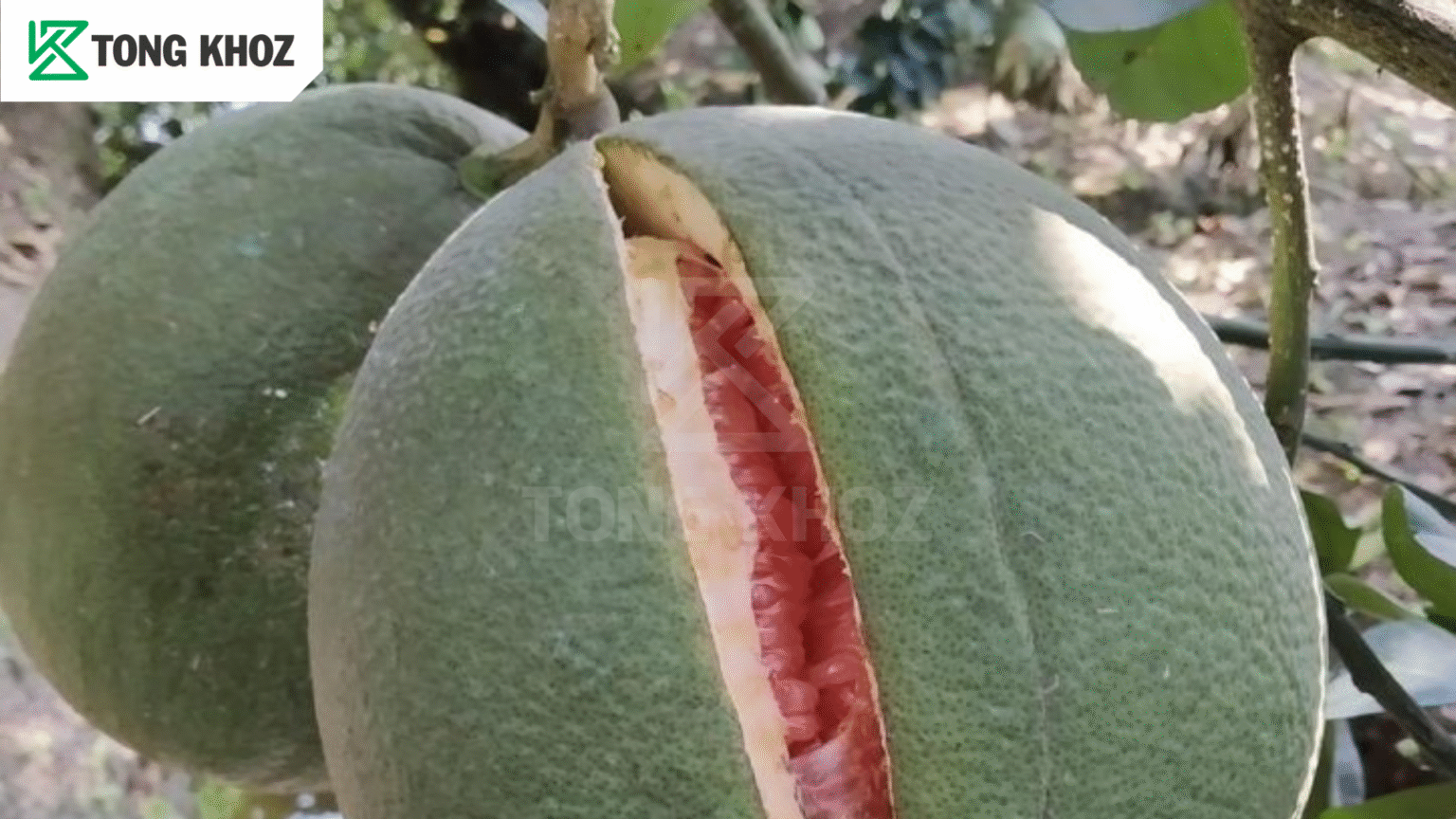 Biện pháp phòng trừ 