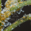 Biện pháp phòng trừ