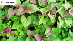 biện pháp phòng trừ