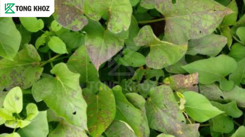 Biện pháp phòng trừ
