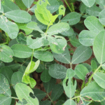 Biện pháp phòng trừ