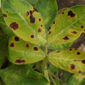 Biện pháp phòng trừ