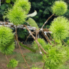 Biện pháp phòng trừ