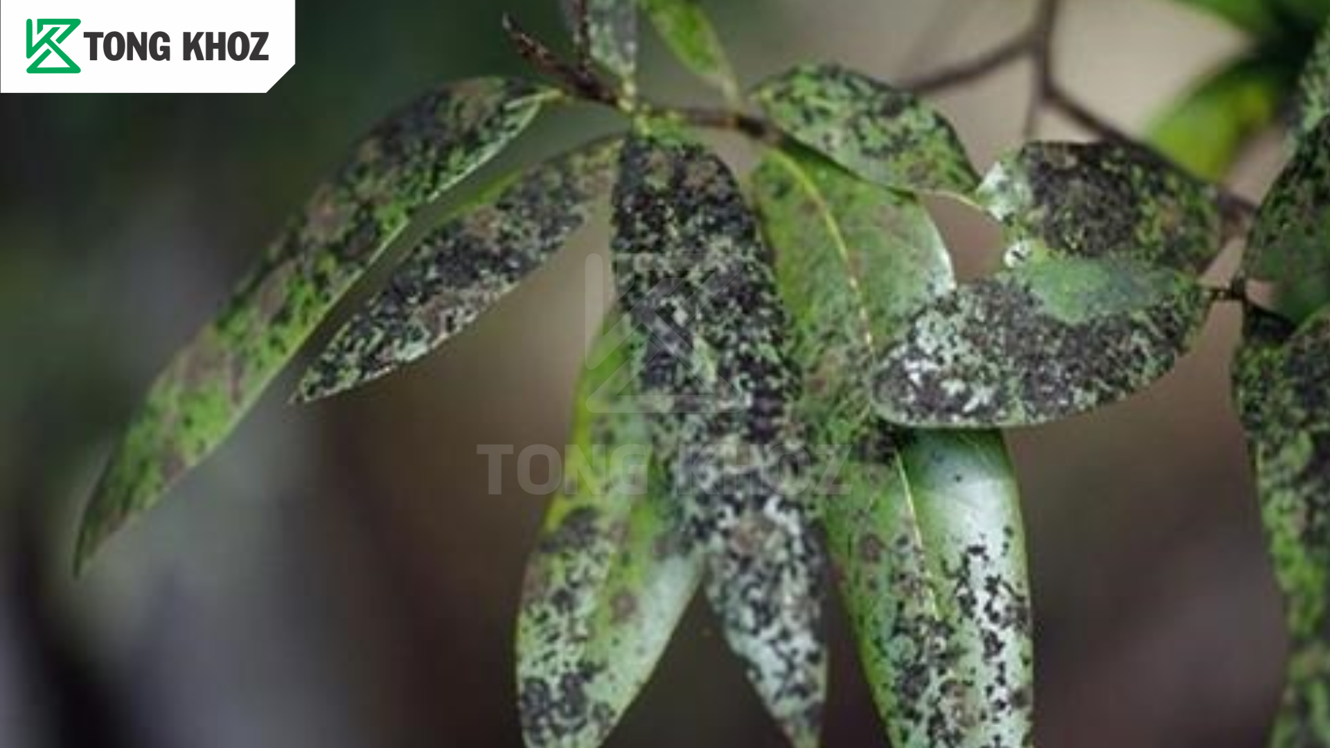 Biện pháp phòng trừ