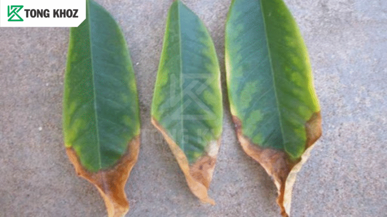 Biện pháp phòng trừ 