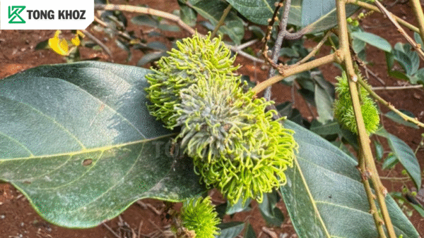 Biện pháp phòng trừ