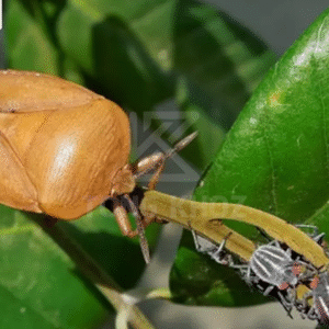 Biện pháp phòng trừ