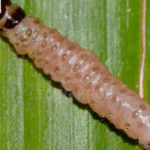 Biện pháp phòng trừ 
