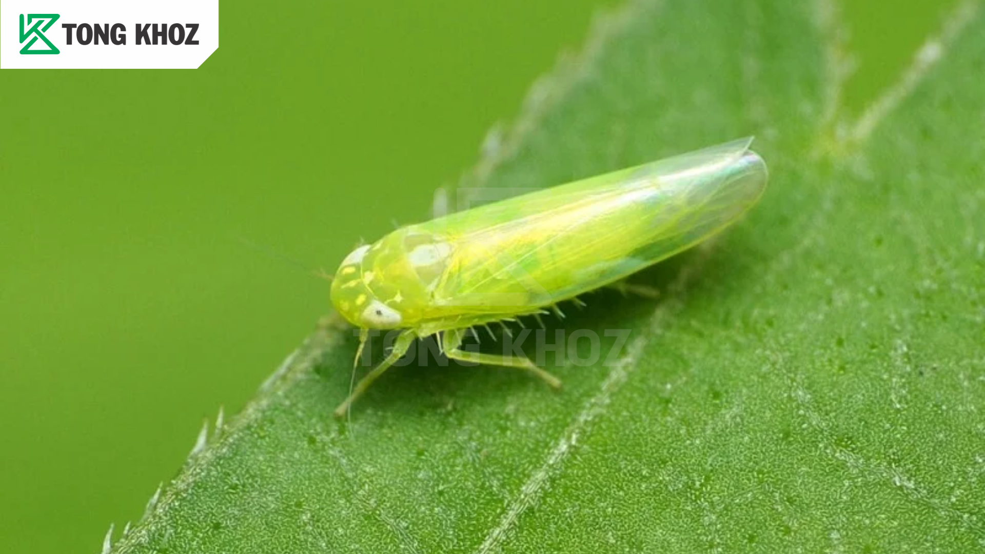 Biện pháp phòng trừ 