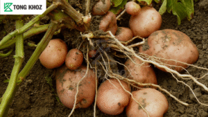 Biện pháp phòng trừ 