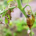 Biện pháp phòng trừ 