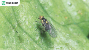 Biện pháp phòng trừ