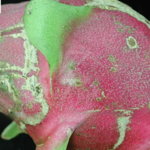 Biện pháp phòng trừ