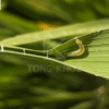 Biện pháp phòng trừ