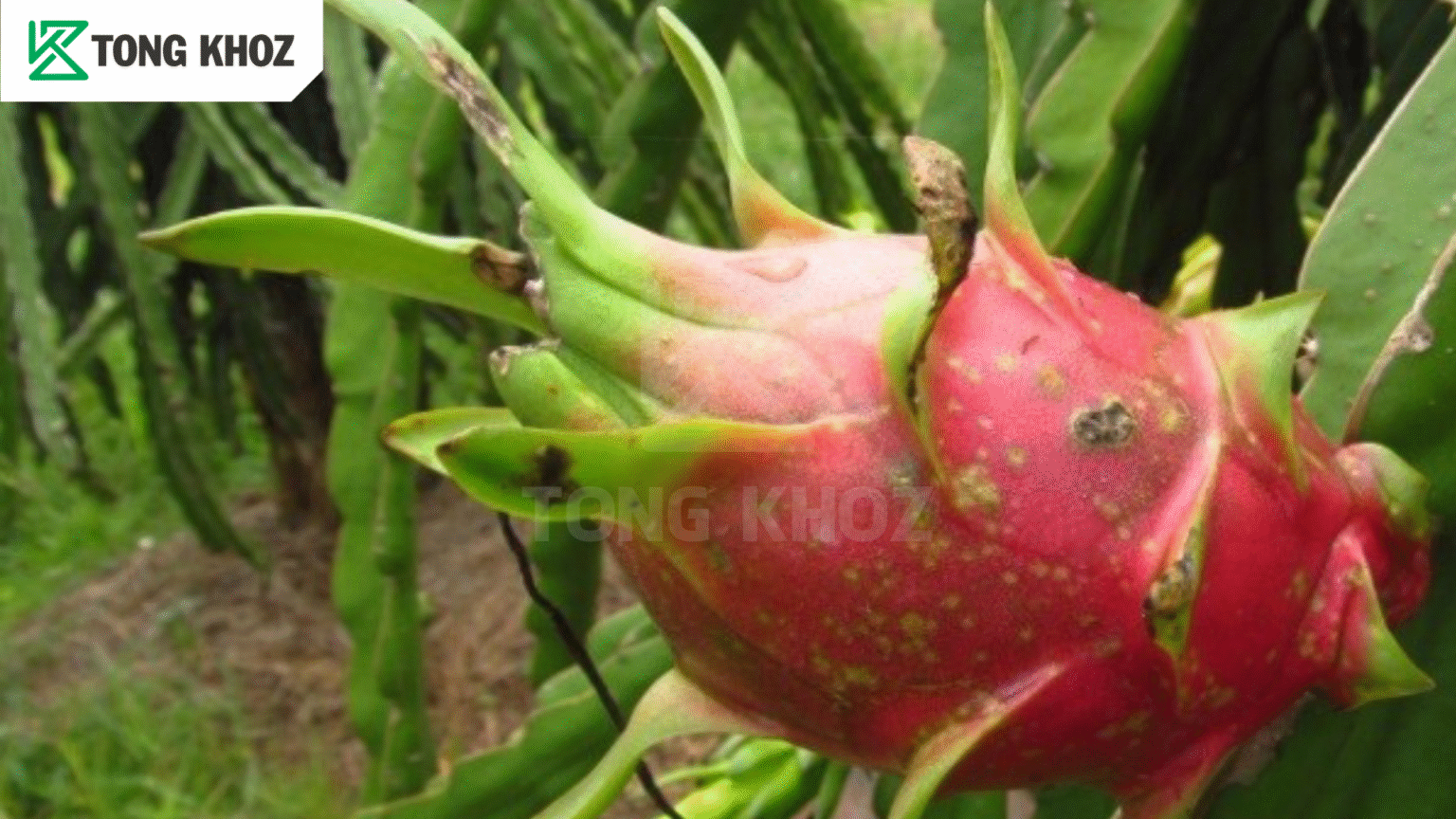 Chủ động phòng trừ 