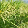 Biện pháp phòng trừ