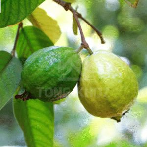 Biện pháp phòng trừ