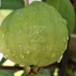 Biện pháp phòng trừ