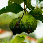Biện pháp phòng trừ