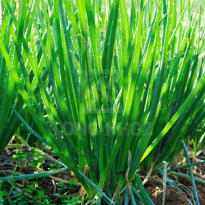 Biện pháp phòng trừ