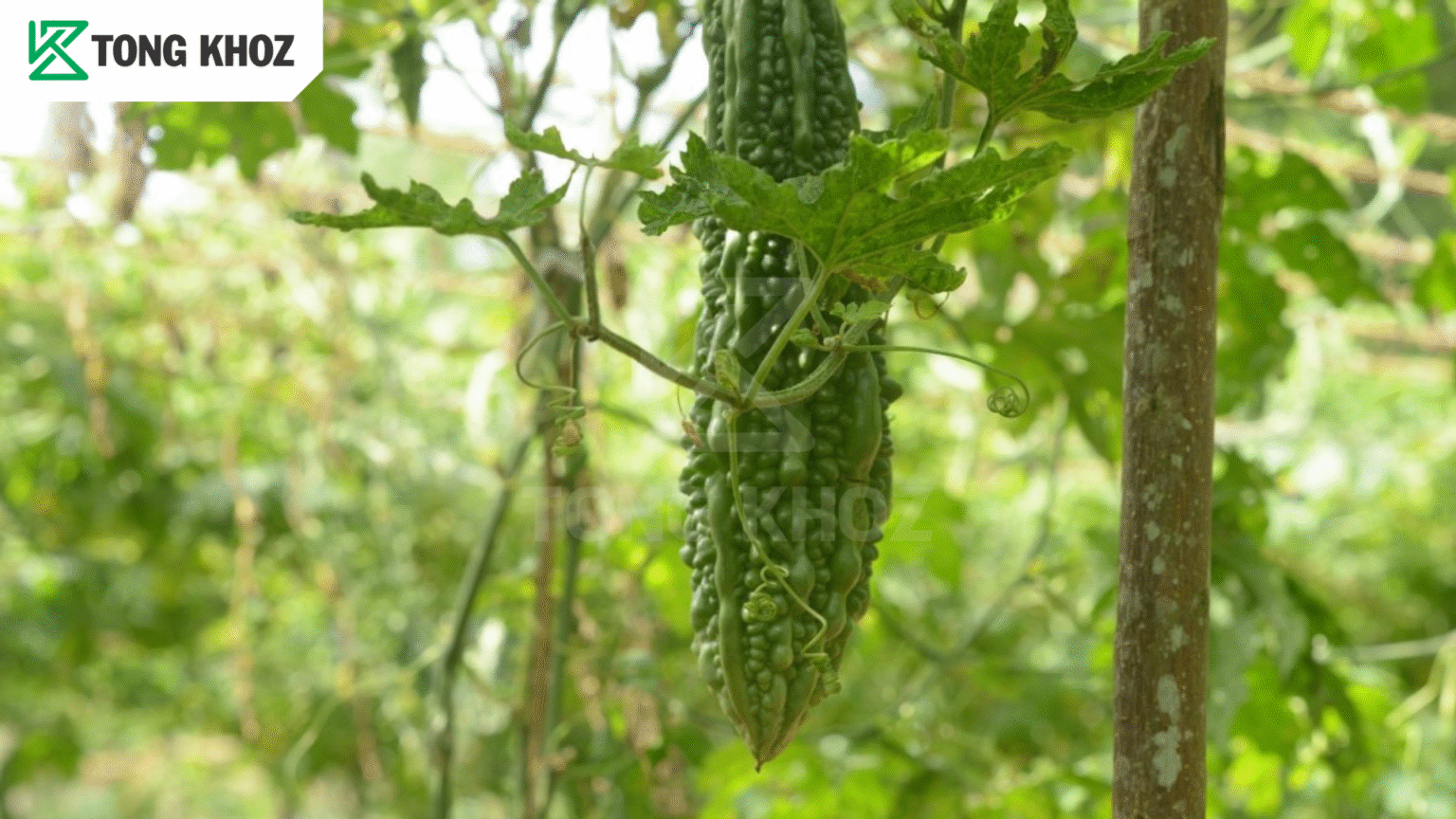 Biện pháp phòng trừ