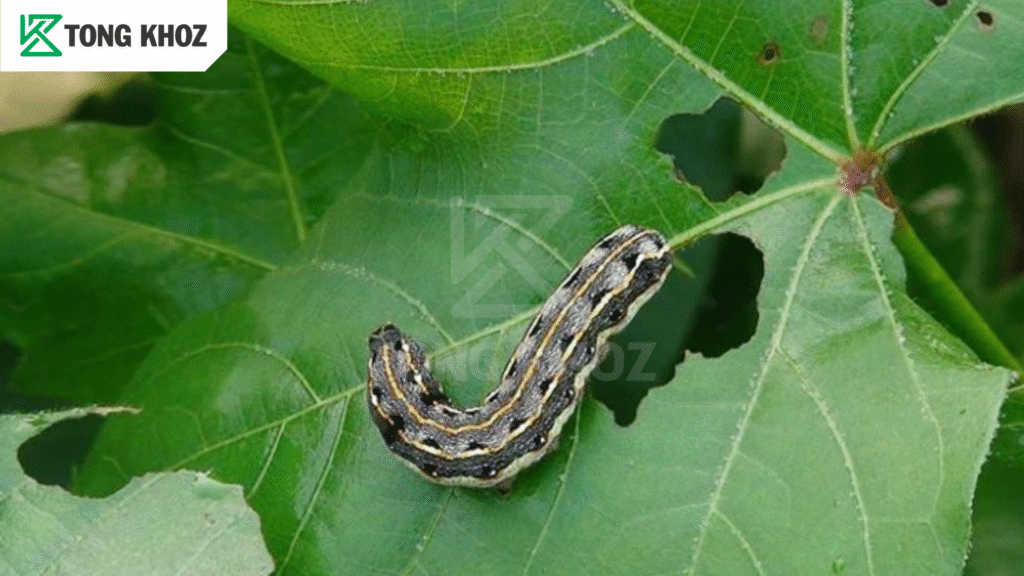 Biện pháp phòng trừ