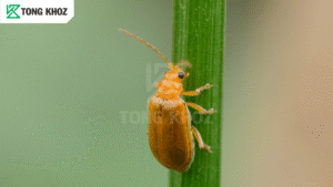 Biện pháp phòng trừ