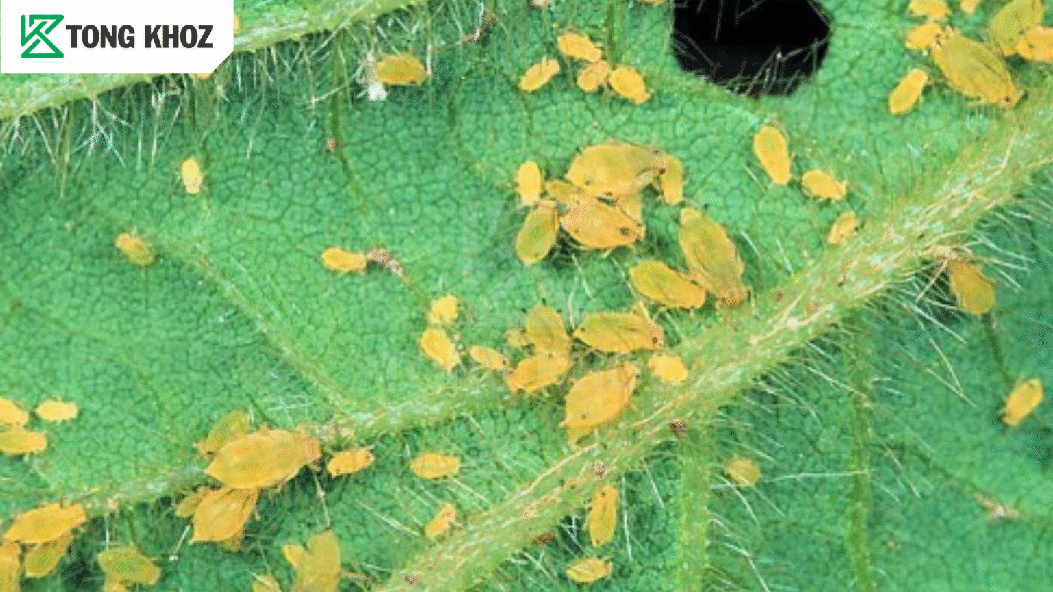 Biện pháp phòng trừ