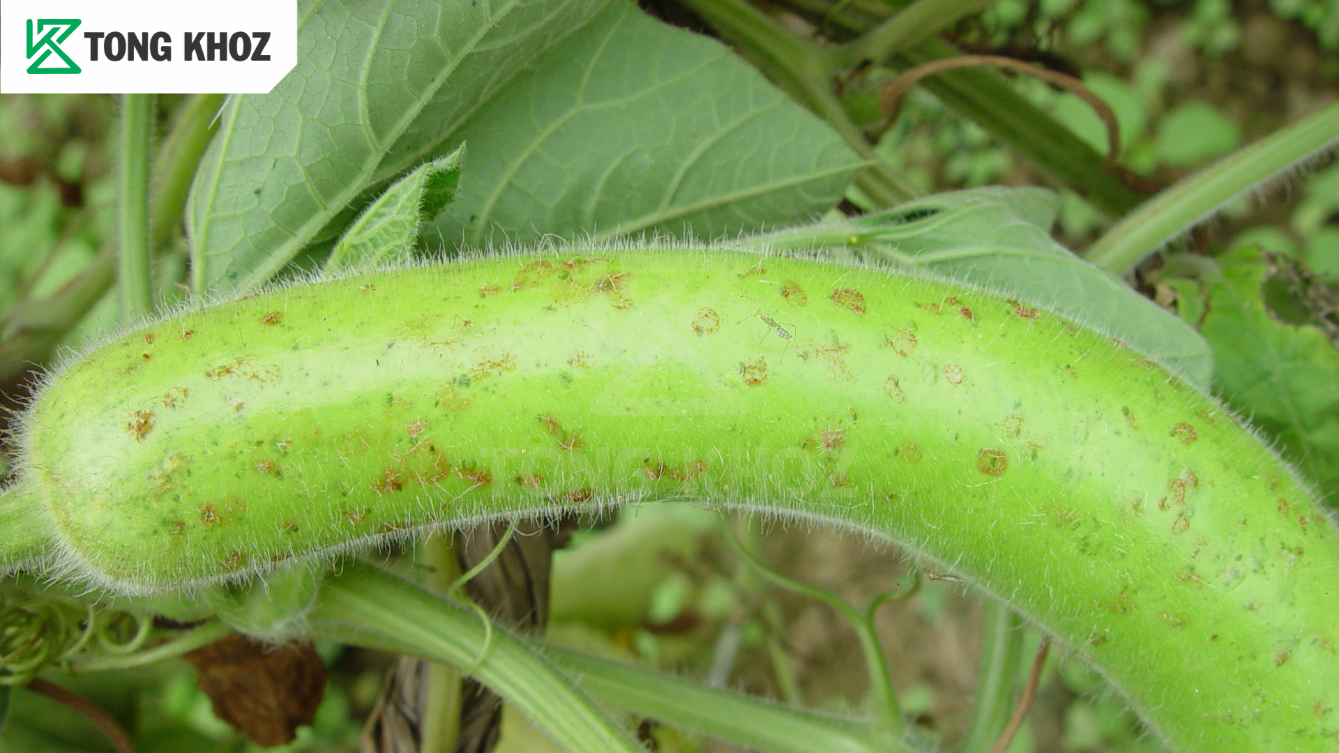Biện pháp phòng trừ 