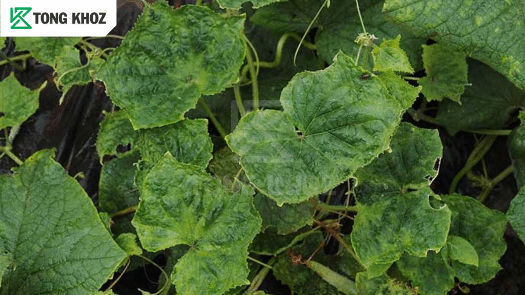 Biện pháp phòng trừ
