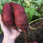Biện pháp phòng trừ 