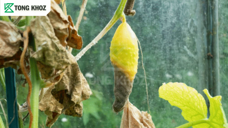 Biện pháp phòng trừ 
