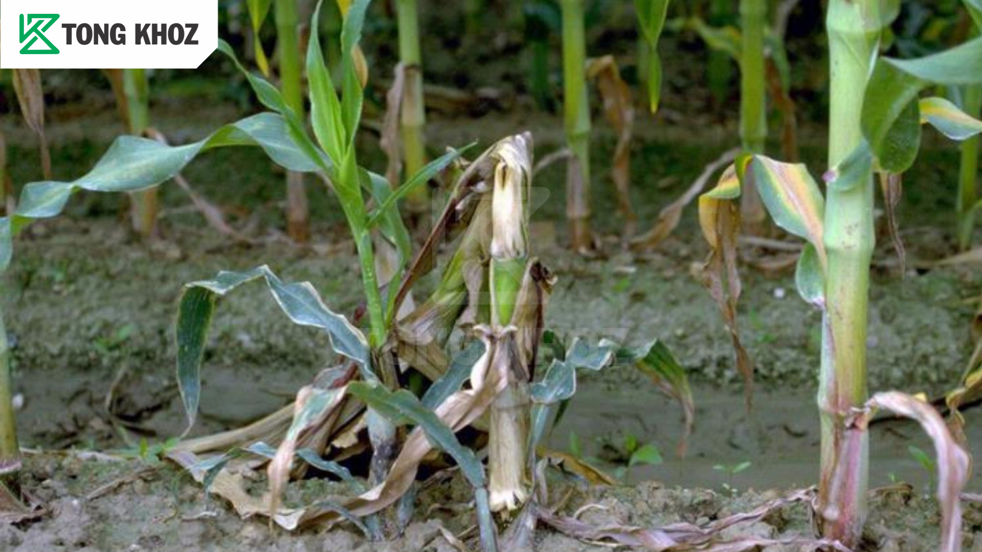 Biện pháp phòng trừ 