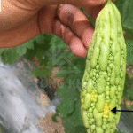 Biện pháp phòng trừ