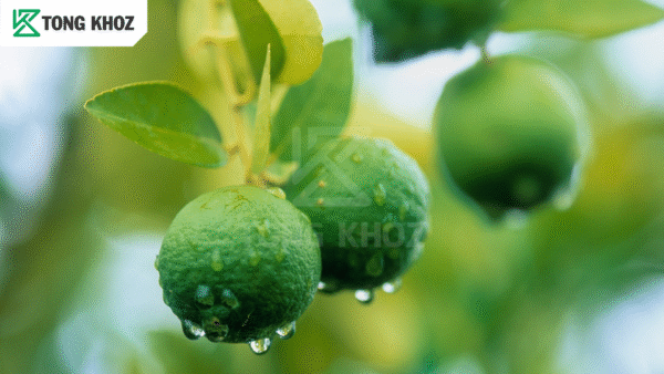 Biện pháp phòng trừ