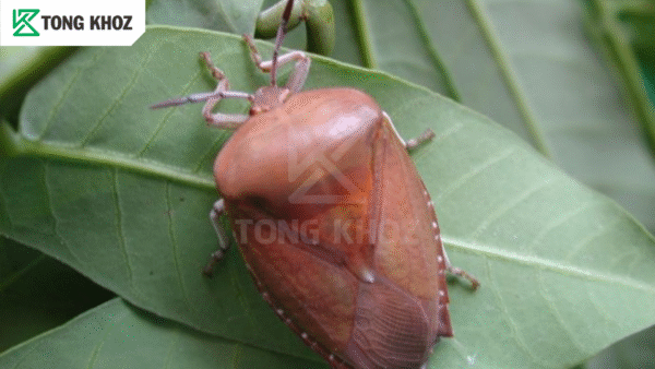 Biểu hiện bọ xít hại nhãn