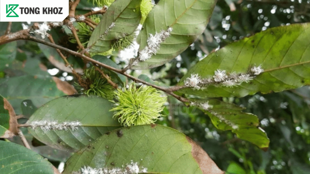 Đặc điểm rệp sáp hại chôm chôm