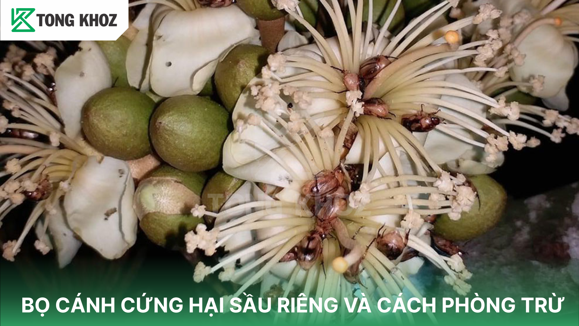 Dấu hiệu nhận biết bọ cánh cứng hại sầu riêng