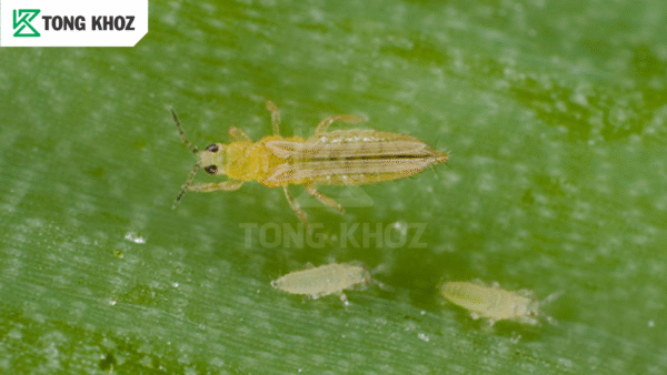 Bọ trĩ hại hành lá là gì
