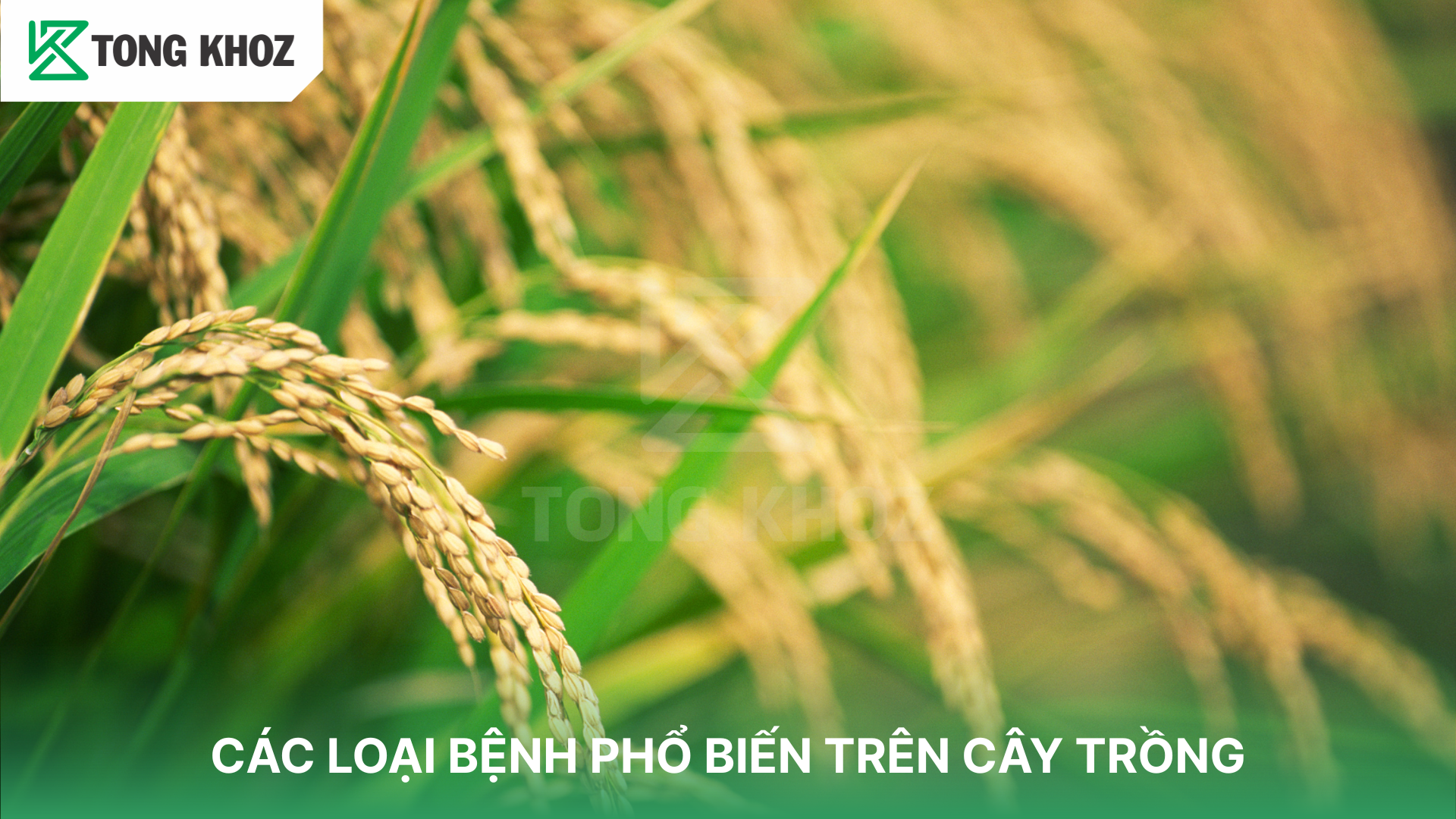 Vì sao cần hiểu rõ các loại bệnh phổ biến
