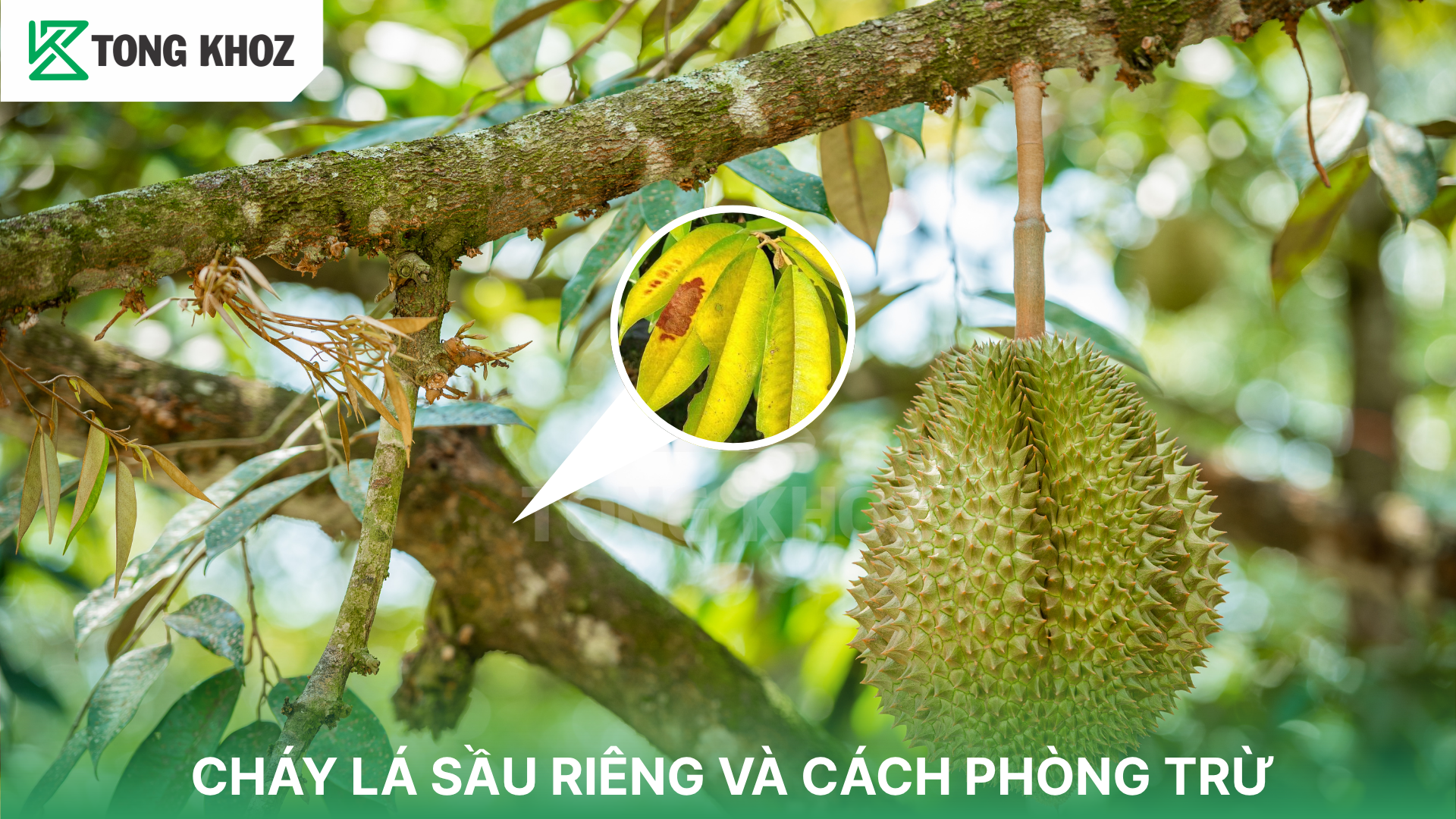 Nguyên nhân cháy lá sầu riêng
