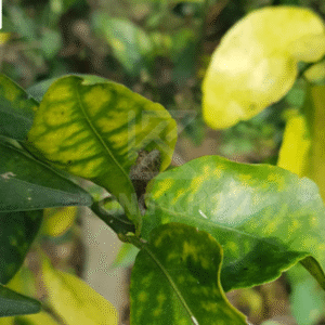 Chủ động phòng trừ