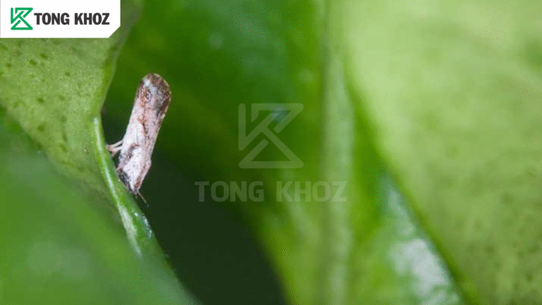 Chủ động phòng trừ