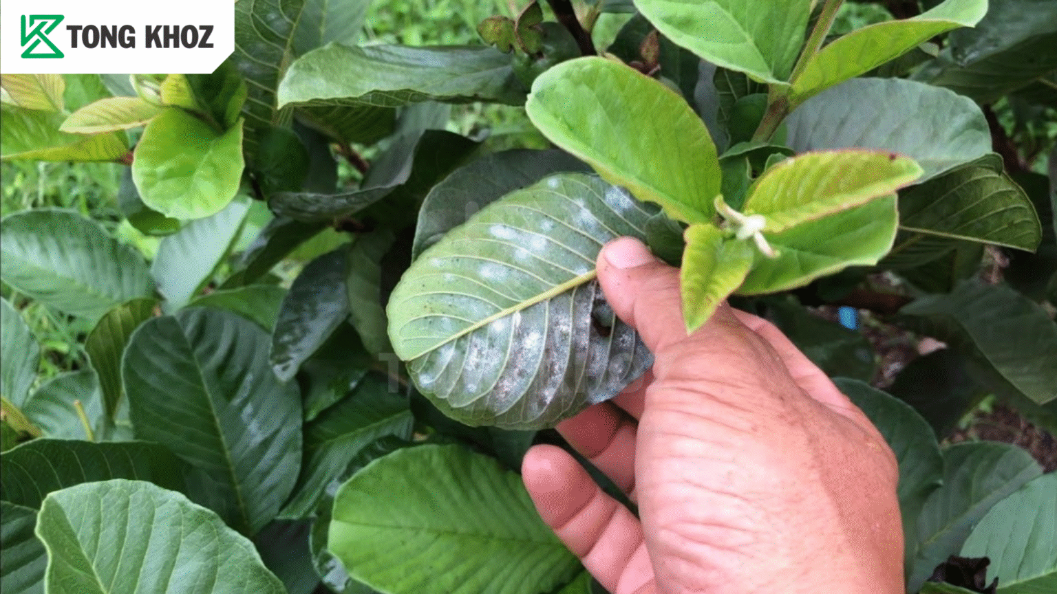Chủ động phòng trừ 