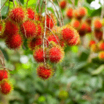 Chủ động phòng trừ 