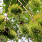 Chủ động phòng trừ 